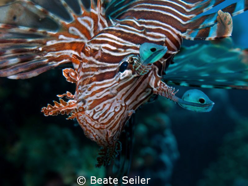 "Just looking" , Lionfish taken with my Canon G10 at El Q... by Beate Seiler 