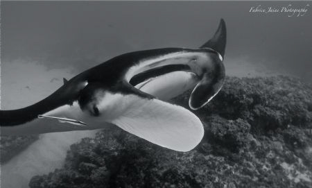 Curious Manta. Olympus E410, 14-42mm wide angle lens. by Fabrice Jaine 