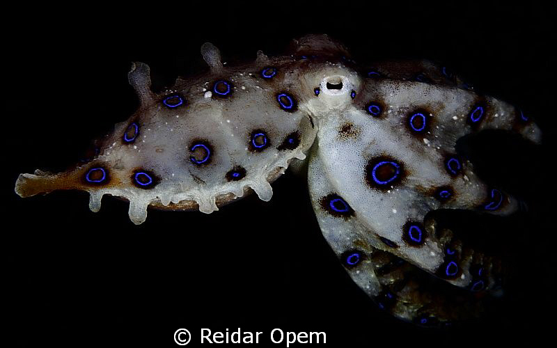 Blue-ringed octopus in Lembeh strait by Reidar Opem 