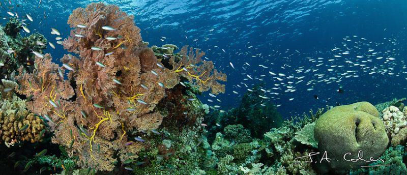 Panorama Reef Scene by Julian Cohen 