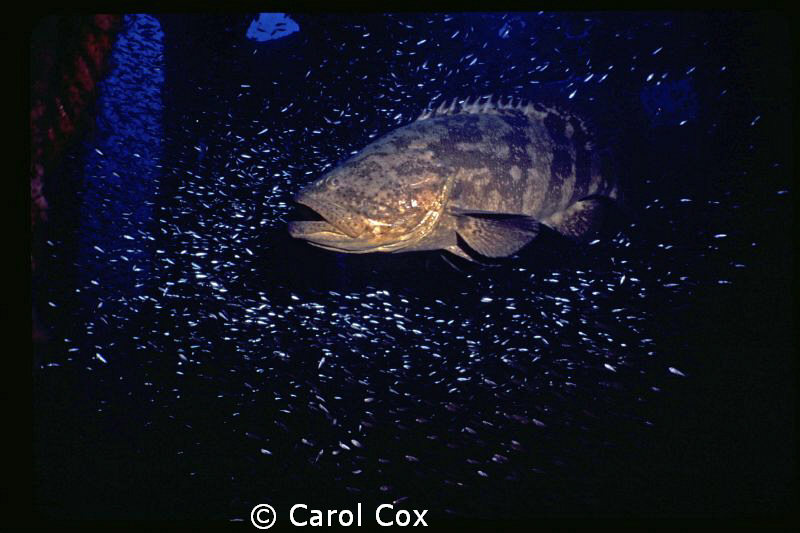 Goliath Grouper on the Empire Mica.  This wreck is in nor... by Carol Cox 