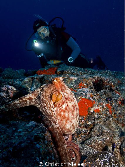 Big octopus and my wife
Nice dive on the Palm Mar divesi... by Christian Nielsen 