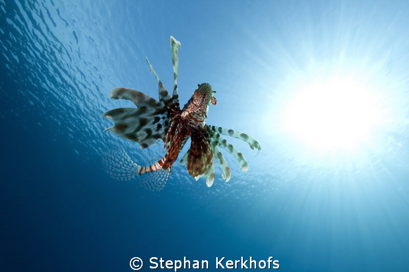 Lucky to have caught this Lionfish away from the reef! by Stephan Kerkhofs 