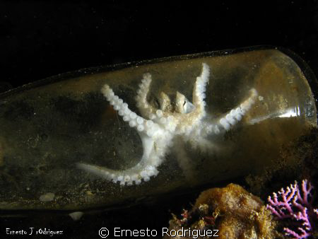 another octopus photo in your home by Ernesto Rodriguez 