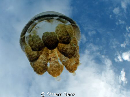 Jelly in the sky by Stuart Ganz 