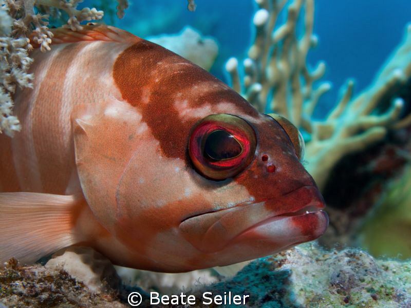 Blacktip Grouper, taken at El Quadim with Canon G10 and U... by Beate Seiler 