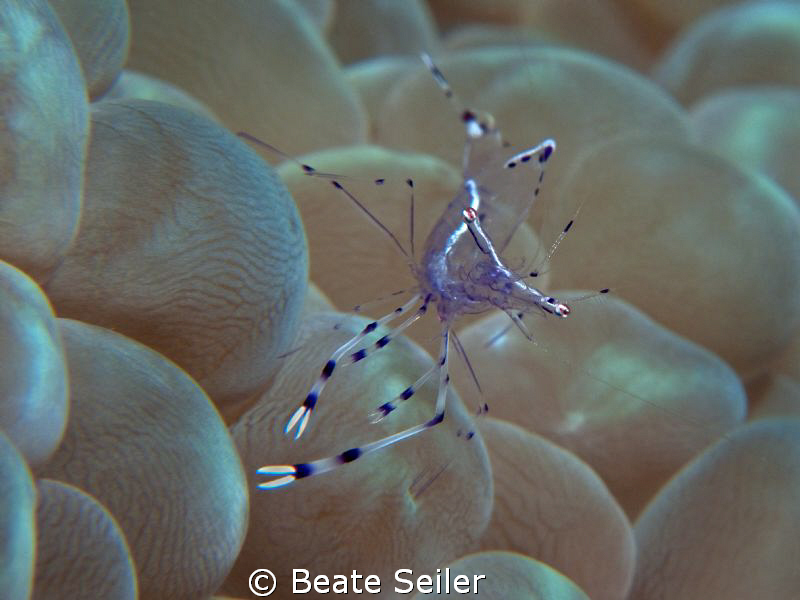 Shrimp on a bubblecoral , taken with Canong100 and 2 X UC... by Beate Seiler 