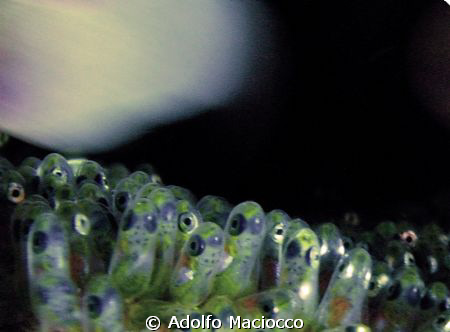 Let me out!!!!
Clownfish eggs by Adolfo Maciocco 