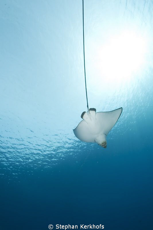 Spotted Eagle Ray taken in Naa'ma bay. by Stephan Kerkhofs 
