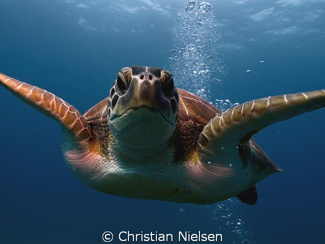 Close to the dome !
Another friendly green turtle on the... by Christian Nielsen 