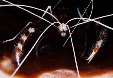 Cleaner Shrimp akin to a alien!! by Ed Burford 