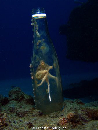 another shot of octopus in your botle clear home by Ernesto Rodriguez 