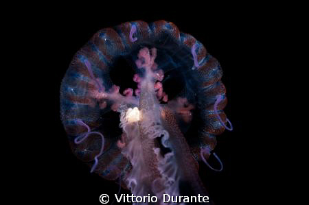 Macro of jellyfish by Vittorio Durante 