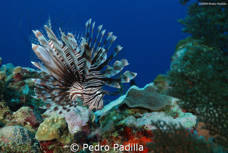 Lion Fish & healthy reef @ Andrea's in Guánica Puerto Ric... by Pedro Padilla 