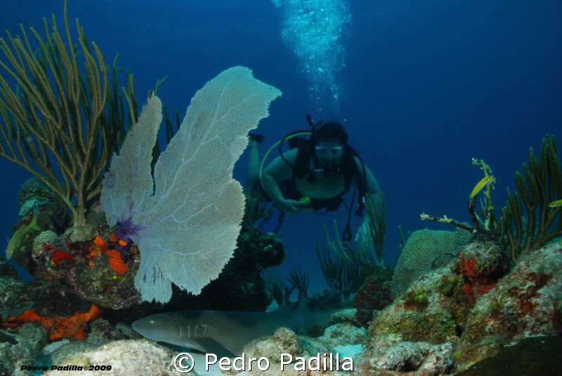 Diver watching a baby nurse shark resting in the shade of... by Pedro Padilla 
