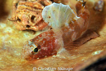 The little (30 mmh) goby Lebetus scorpioides resting in a... by Christian Skauge 