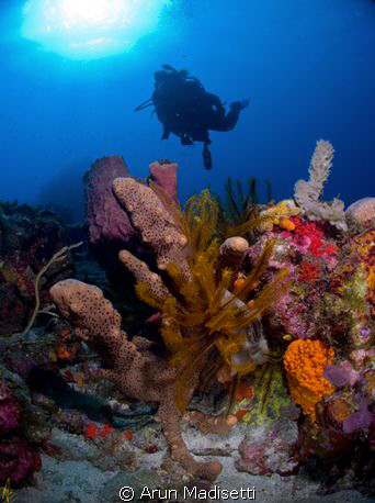 Diver and generic reef scenic (for here) by Arun Madisetti 