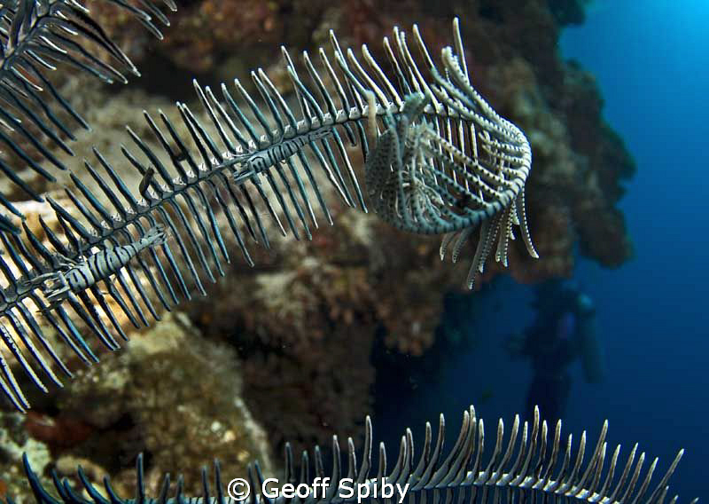 crinoid shrimps on the featherstar with a diver on the wa... by Geoff Spiby 