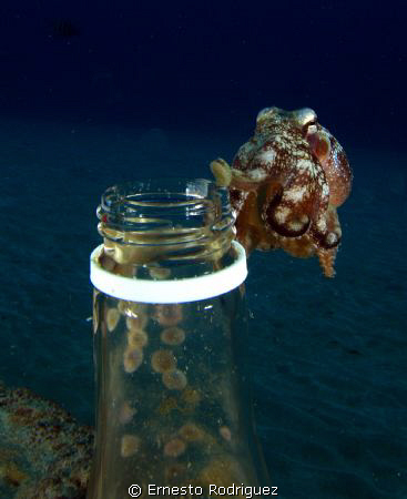 my Octopus decided to go out from botle after photo casting by Ernesto Rodriguez 