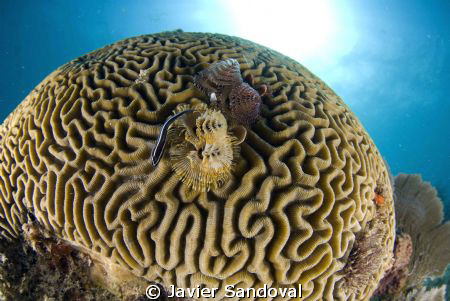 Brain coral with chrismas trees and cleaning goby, taken ... by Javier Sandoval 
