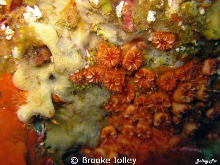 Cup coral and Brown Cheeked Blenny by Brooke Jolley 