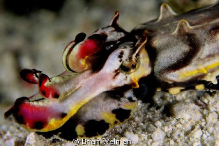 Flamboyant Cuttlefish on Kapalai Housereef by Brian Welman 
