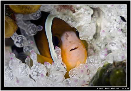 Another clownfish for me this time       FujiS5 pro/105 V... by Yves Antoniazzo 