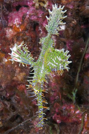 Ornate Ghost pipefish. House reef at Tufi, PNG. D100 and ... by Erin Quigley 