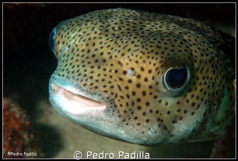 Porcupinefish, Dive site Acuarium @ Guánica Puerto Rico.
... by Pedro Padilla 