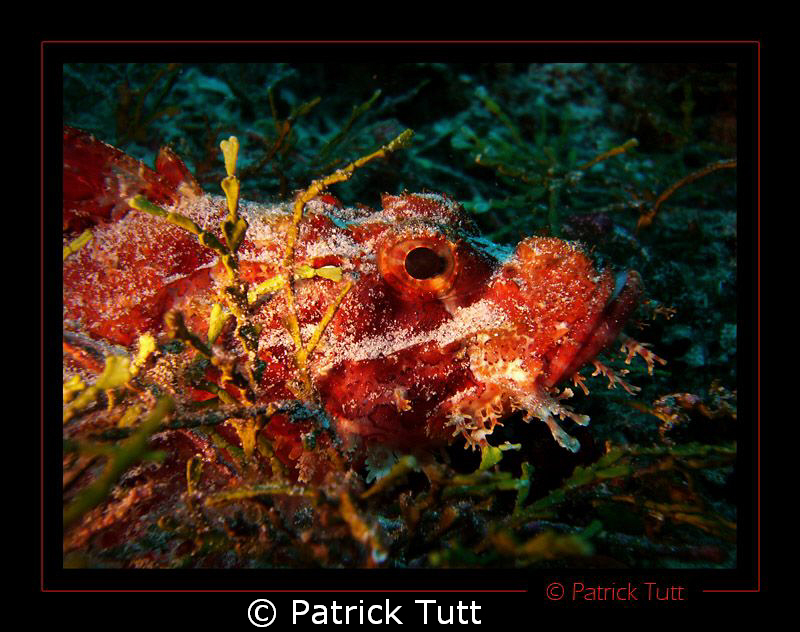 Scorpion fish in North Male atoll - Maldives - Lumix FX01 by Patrick Tutt 