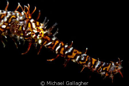 Ornate ghost pipefish portrait by Michael Gallagher 