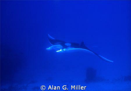 The first image I shot of a Manta, in of all places, Cane... by Alan G. Miller 
