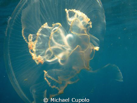 Close up of Jelly Fish - Off Key West Fla. by Michael Cupolo 
