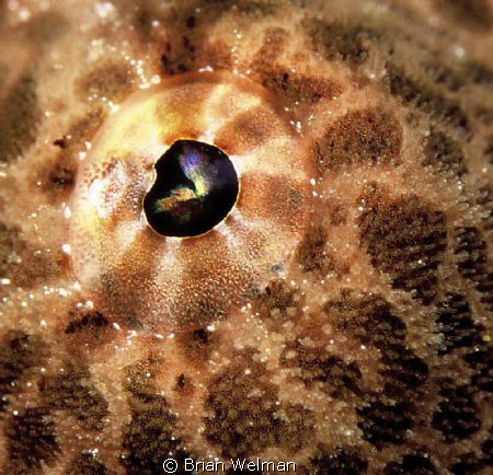 Frog Fish Eye by Brian Welman 