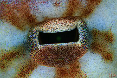 Octopus eye. This guy was walking around the reef trying ... by Arthur Telle Thiemann 