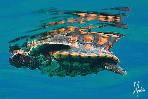 This image is of one of the 30 baby turtles we released n... by Steven Anderson 