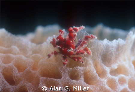 A really small red crab..... Nikonos RS 50mm macro and 2 ... by Alan G. Miller 