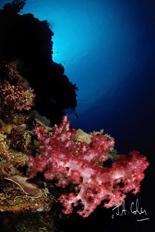 Soft Coral by Julian Cohen 