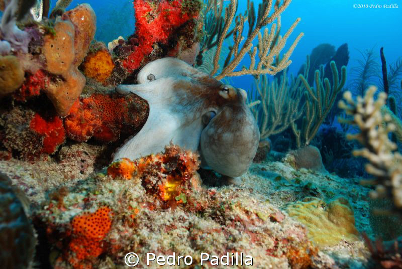 Optopus resting in its colorful reef. Site name Two for Y... by Pedro Padilla 