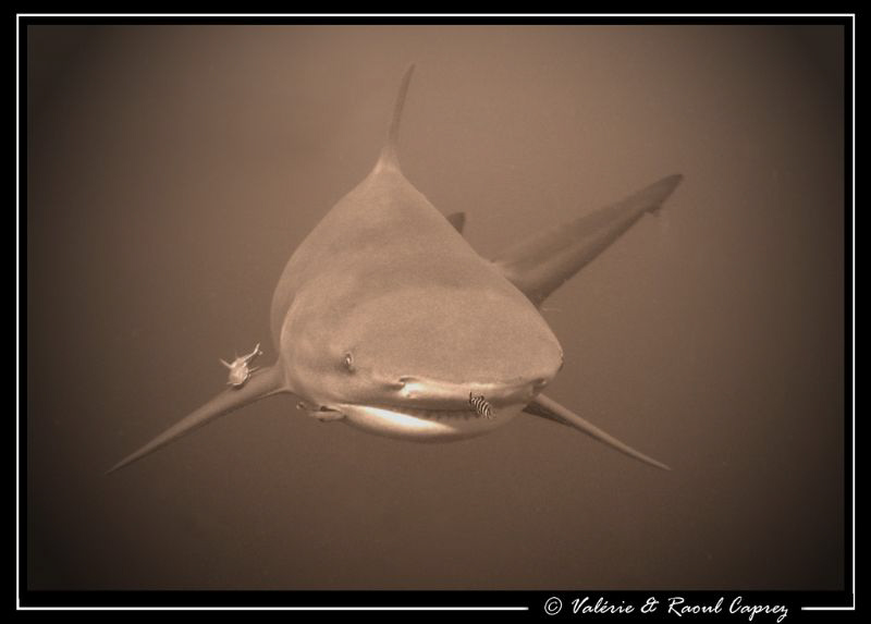 Face to face (Zambezi shark vs Canon G9). by Raoul Caprez 