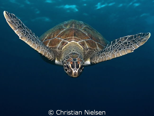 Green turtle on the descend.
My aim was to catch the tur... by Christian Nielsen 