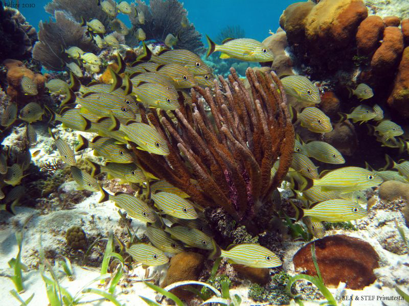 Reef scene. San Pedro, Belize. Canon Ixus 980, WA20 Ikelite. by Bea & Stef Primatesta 