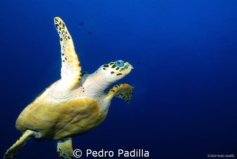 Freedom sense, Hawksbill turtle; Dive Site: Two for You @... by Pedro Padilla 