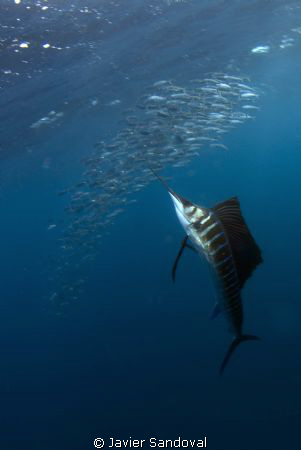atlantic sailfish hunting sardines, when they atack the b... by Javier Sandoval 