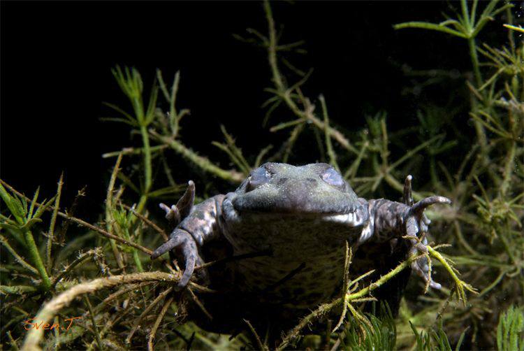 Hibernating Marsh Frog (Pelophylax ridibundus) by Sven Tramaux 