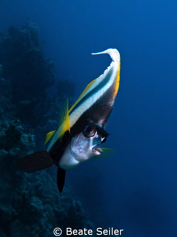 Bannerfish , taken with Canon G10 at El Quadim by Beate Seiler 