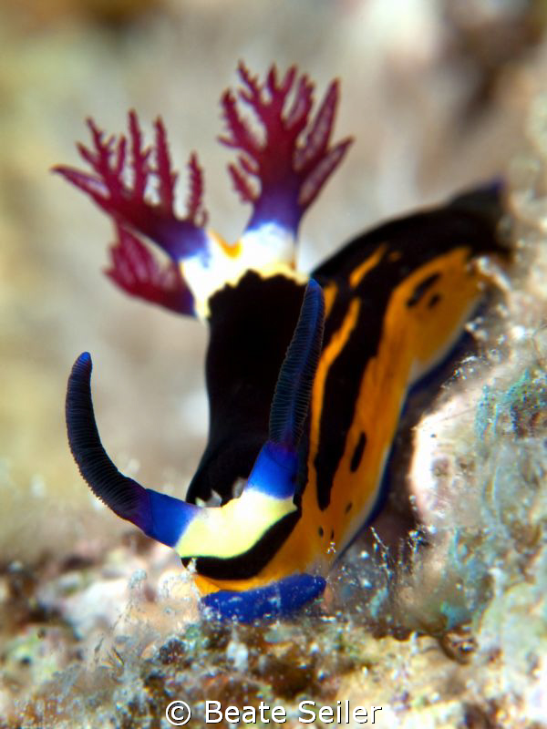 Nembrotha megalocera, taken with Canon G10 and UCL165 by Beate Seiler 