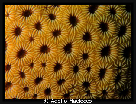 Hard Coral Polyps by Adolfo Maciocco 