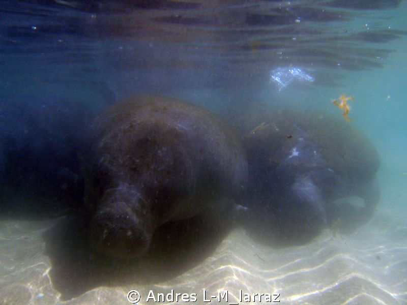 SCHOOL OF MANATEES by Andres L-M_larraz 