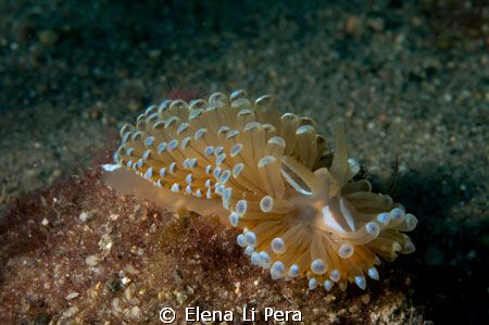 Nudibranco / fotografato ad una profondità di 14 metri d3... by Elena Li Pera 